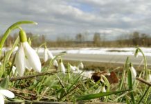 DANAS POČINJE PROLJEĆE