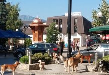 PSI LUTALICE PATROLIRAJU ULICAMA ROŽAJA