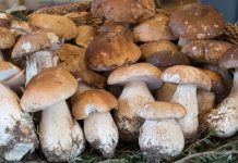 Otkupljeno nekoliko stotina tona pečurki i borovnica