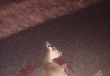 U Rožajama spasili srndaća