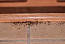 Kako da se riješite mrava u kući