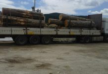 Zaplijenjeno 24 kubika drvne građe, pojačan nadzor u svim opštinama