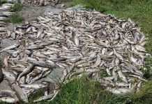 Pomor ribe u Ćehotini