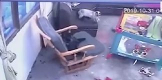 Mačka spasila bebu (VIDEO)