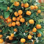 Mandarina-u-saksiji