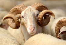 Klanje kurbana neće predstavljati epidemiološki rizik