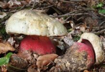 Baka iz Šapca prodavala gljive, otrovala osam ljudi: “Vanredno stanje u bolnici”