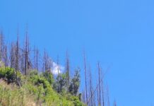 Štete ogromne: Potkornjak napao šume smrče na sjeveru i uslovio sušenje